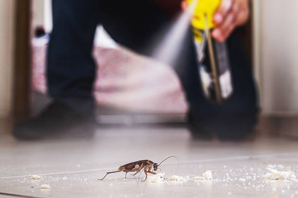 Best Termite Control Services  in Albemarle, NC