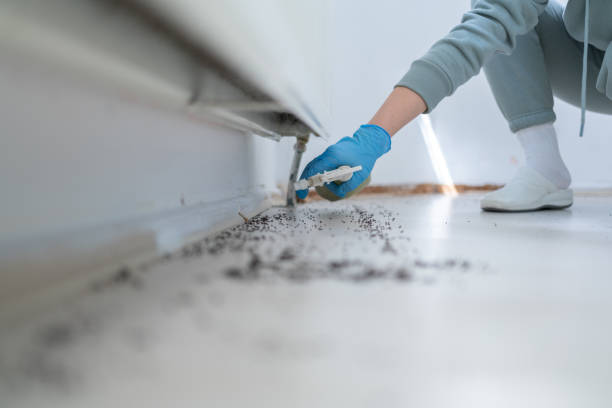 Best Ant Control Services  in Albemarle, NC